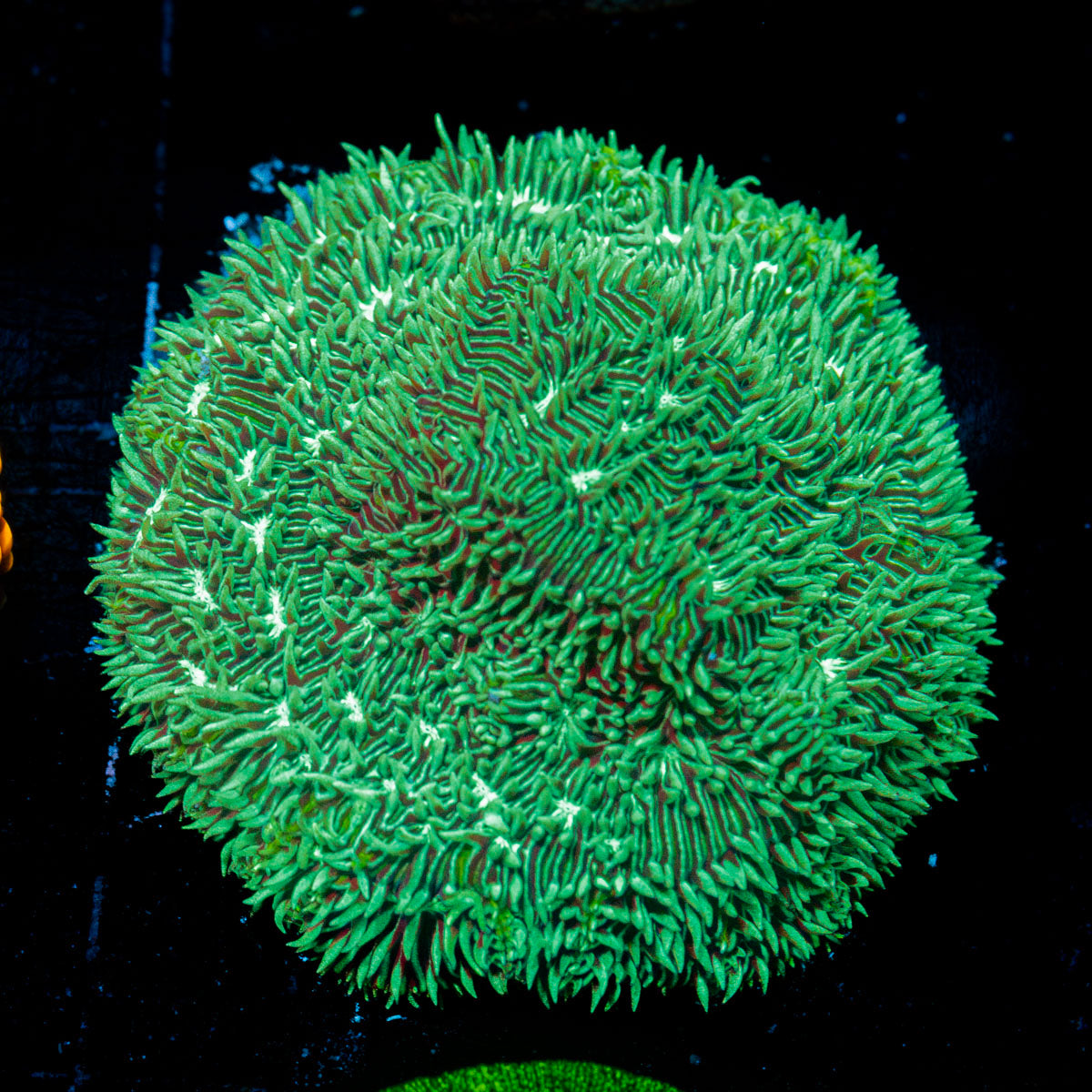 Mint Pavona Coral with encrusting growth in reef aquarium