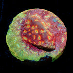 Klepto Lepto Coral with encrusting growth in reef aquarium
