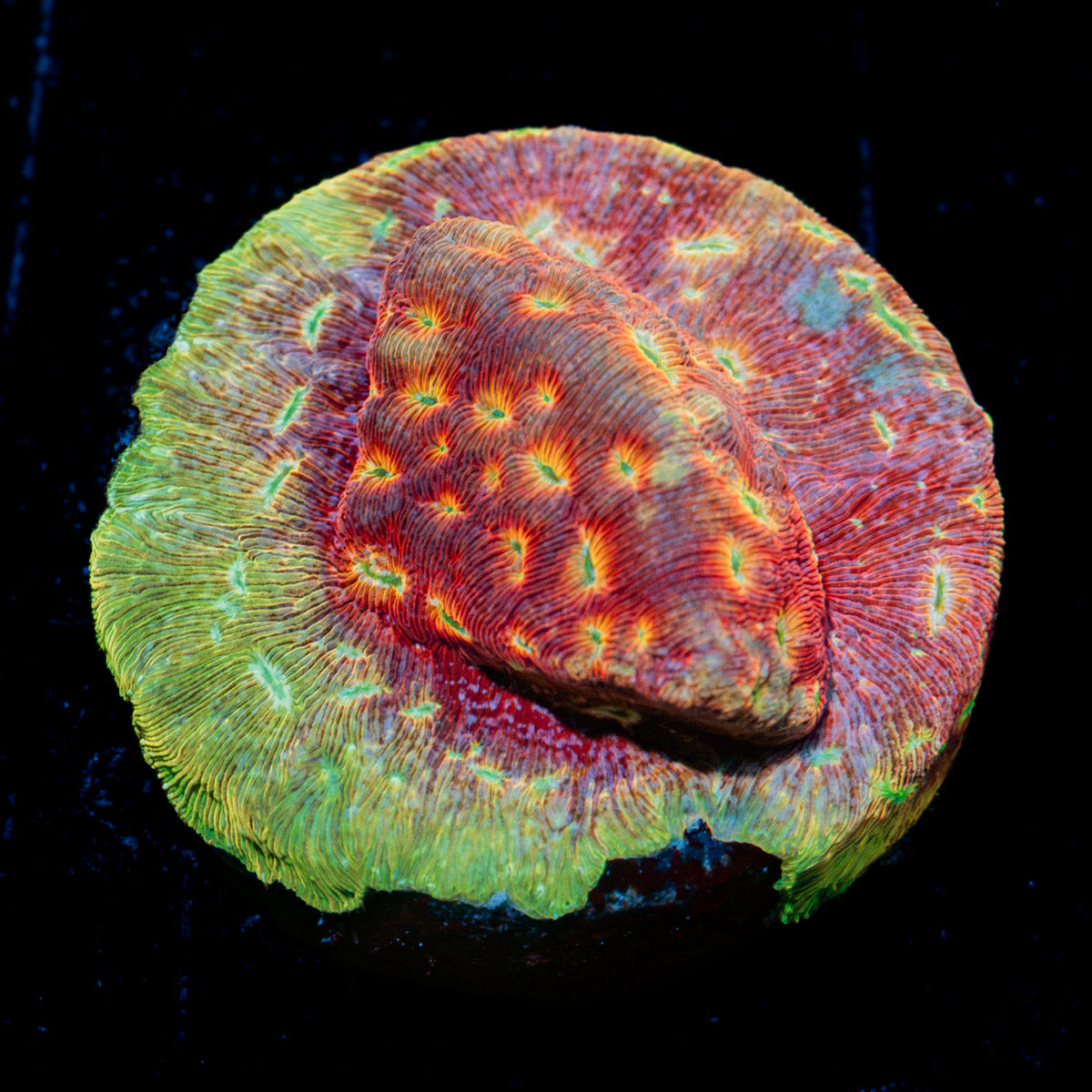 Klepto Lepto Coral with encrusting growth in reef aquarium