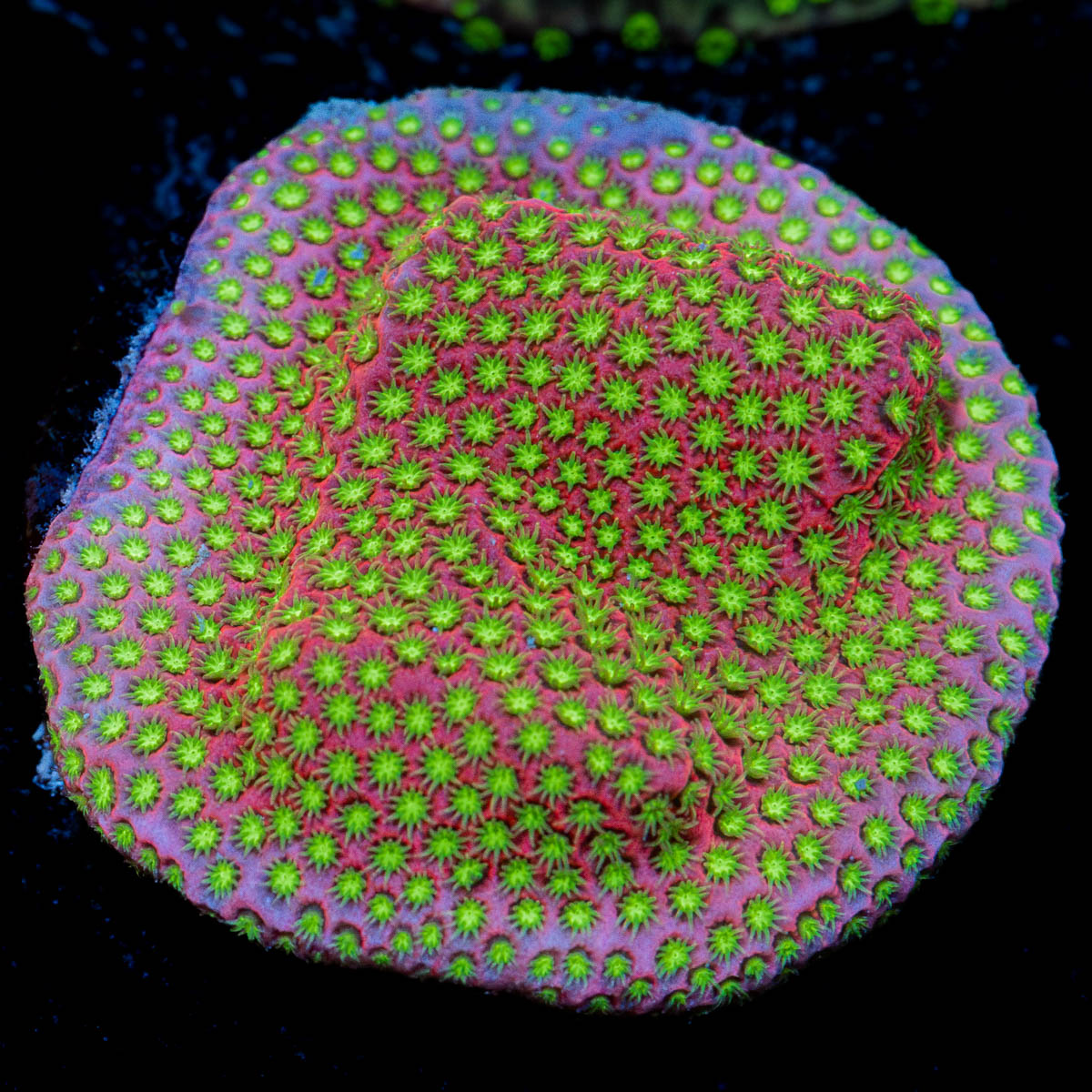 Electric Daisy Stylocoeniella coral with encrusting growth in reef aquarium