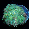 Carpet Bomb Mushroom 