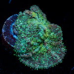 Carpet Bomb Mushroom 