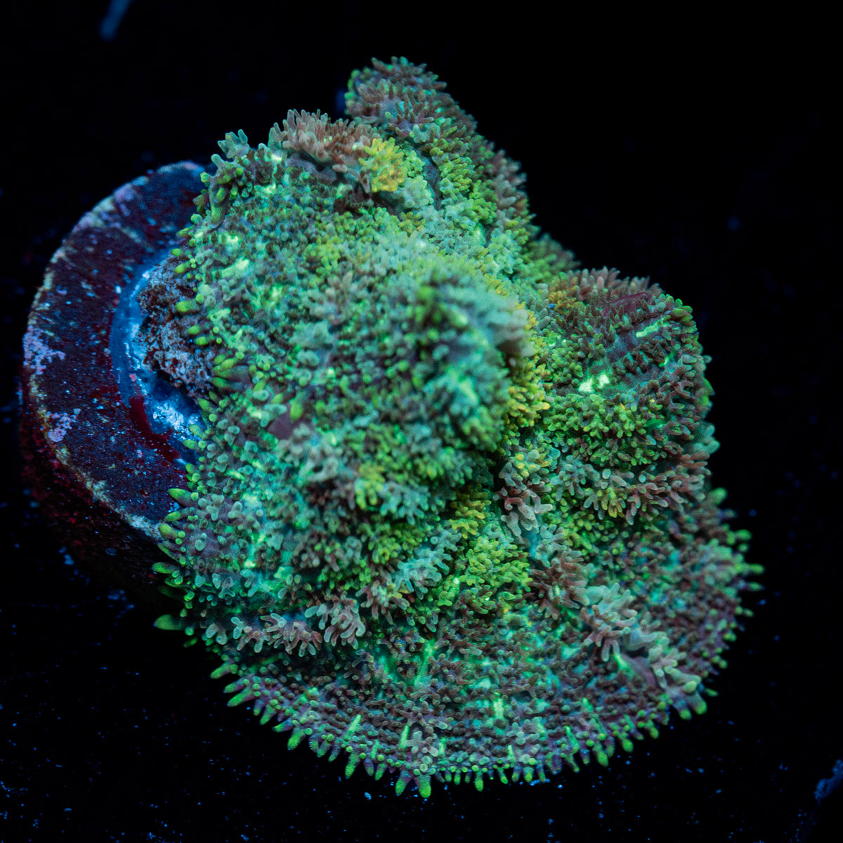 Carpet Bomb Mushroom 