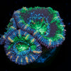 Acan / Micromussa 