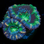 Acan / Micromussa 