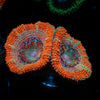 Acan / Micromussa 