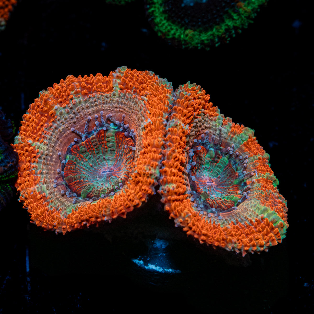 Acan / Micromussa 