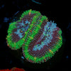 Acan / Micromussa 