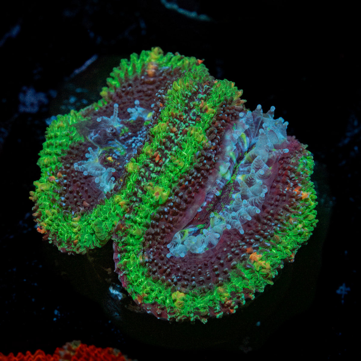 Acan / Micromussa 