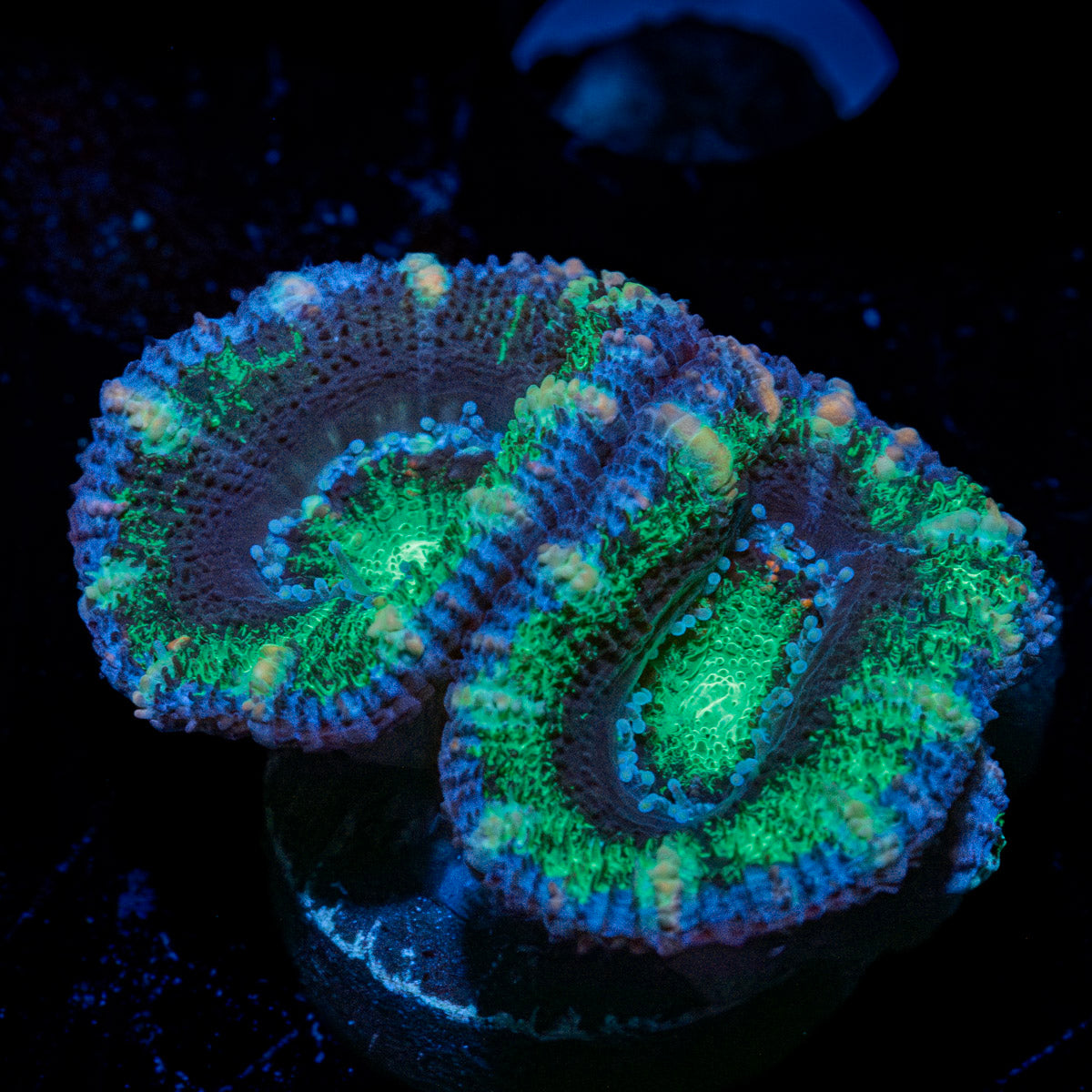 Acan / Micromussa 