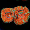 Acan / Micromussa 