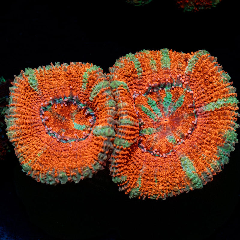 Acan / Micromussa