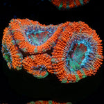 Acan / Micromussa 