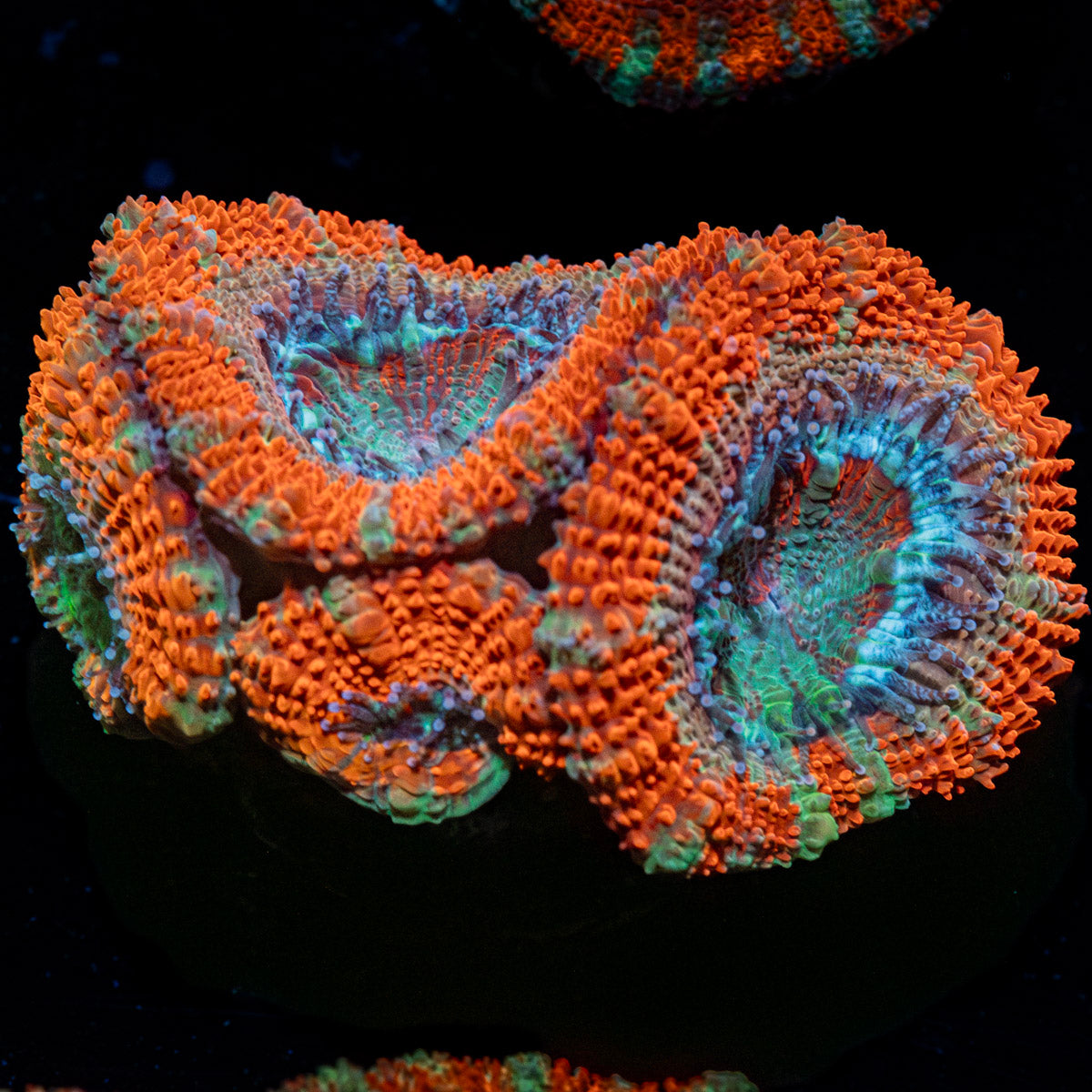 Acan / Micromussa 