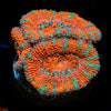 Acan / Micromussa 