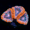 Acan / Micromussa 