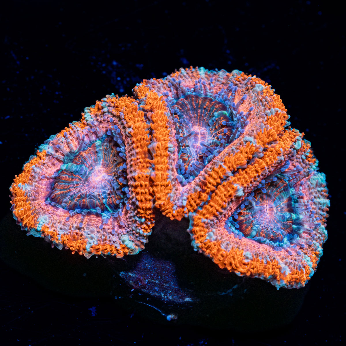 Acan / Micromussa 