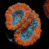 Acan / Micromussa 