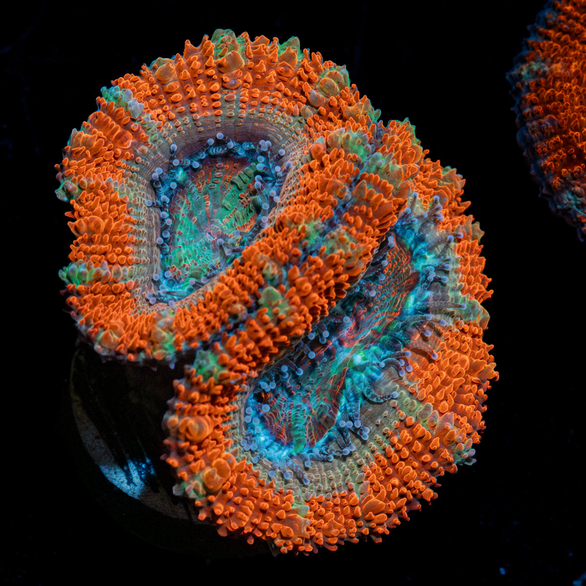 Acan / Micromussa 