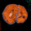 Acan / Micromussa 