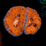Acan / Micromussa 