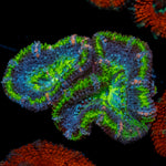 Acan / Micromussa 