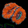 Acan / Micromussa 
