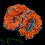 Acan / Micromussa 