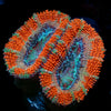 Acan / Micromussa 