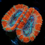Acan / Micromussa 