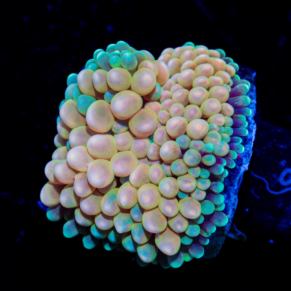 Pinky Ricordea Mushroom Coral with mushroom disc in reef aquarium