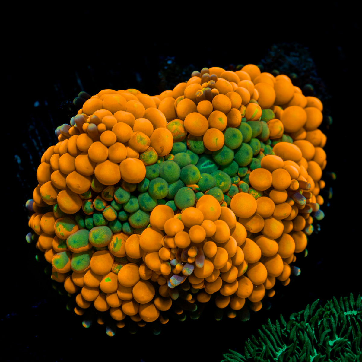 Orange Ricordea Mushroom Coral with mushroom disc in reef aquarium