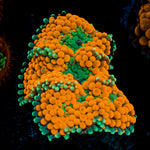 Orange Ricordea Mushroom Coral with mushroom disc in reef aquarium