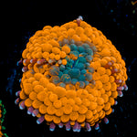 Orange Ricordea Mushroom Coral with mushroom disc in reef aquarium