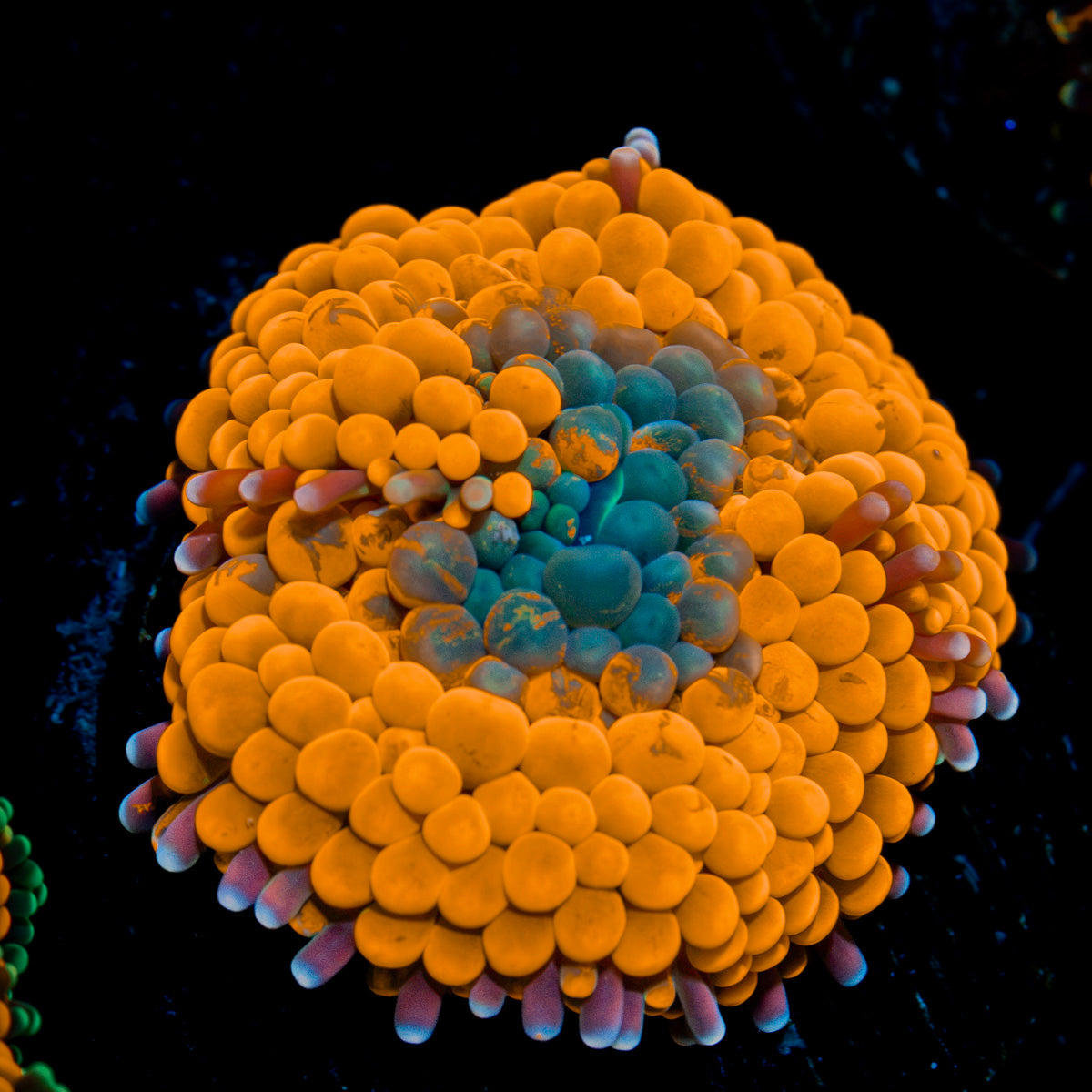 Orange Ricordea Mushroom Coral with mushroom disc in reef aquarium