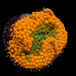 Orange Ricordea Mushroom Coral with mushroom disc in reef aquarium