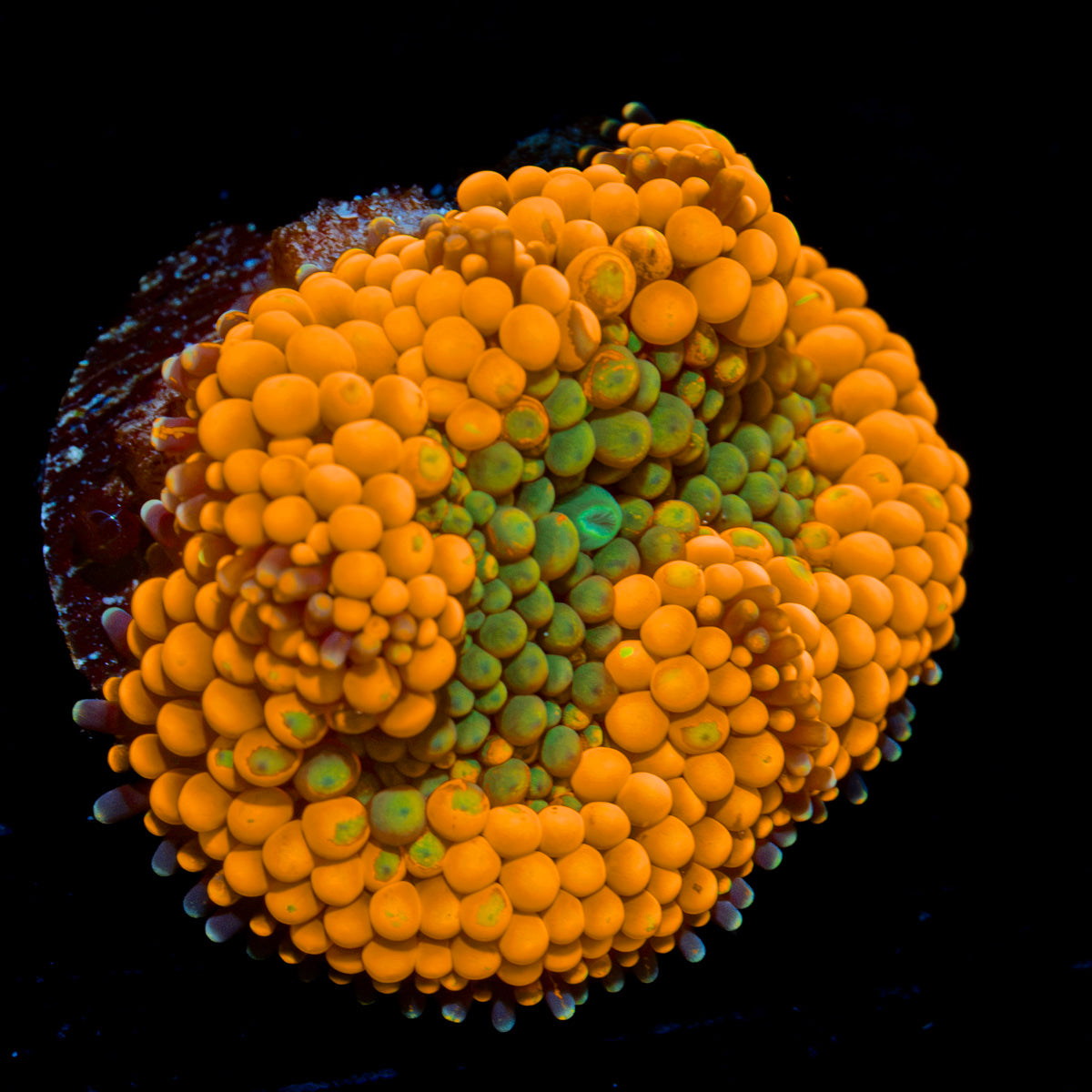 Orange Ricordea Mushroom Coral with mushroom disc in reef aquarium