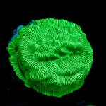 Hulks Leptastrea Coral with encrusting growth in reef aquarium