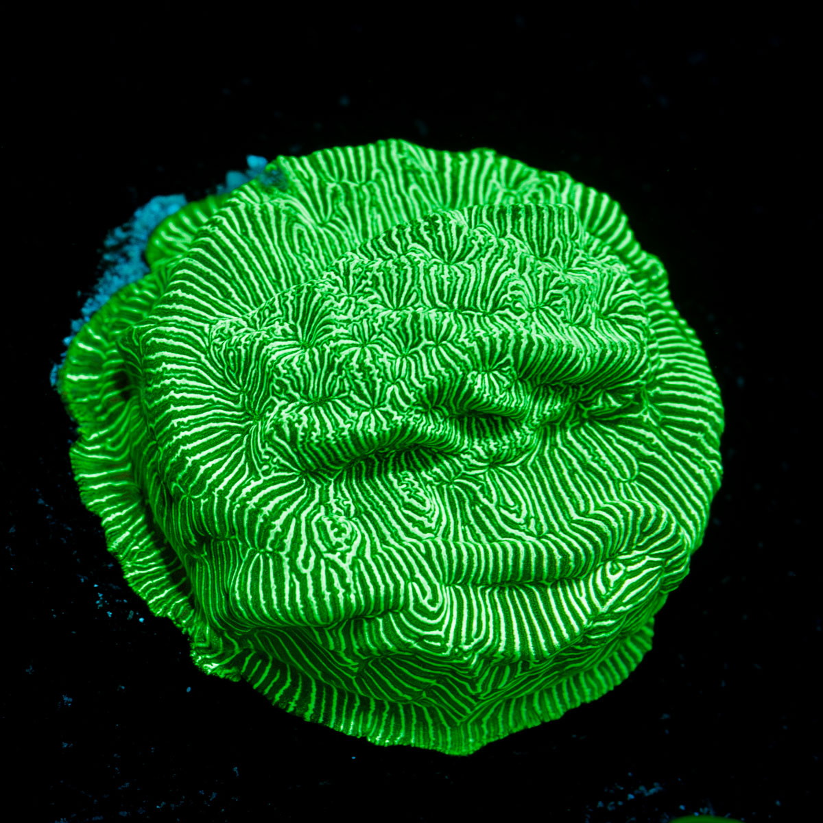 Hulks Leptastrea Coral with encrusting growth in reef aquarium