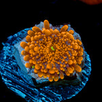 Sunbeam Yuma Mushroom Coral with mushroom disc in reef aquarium