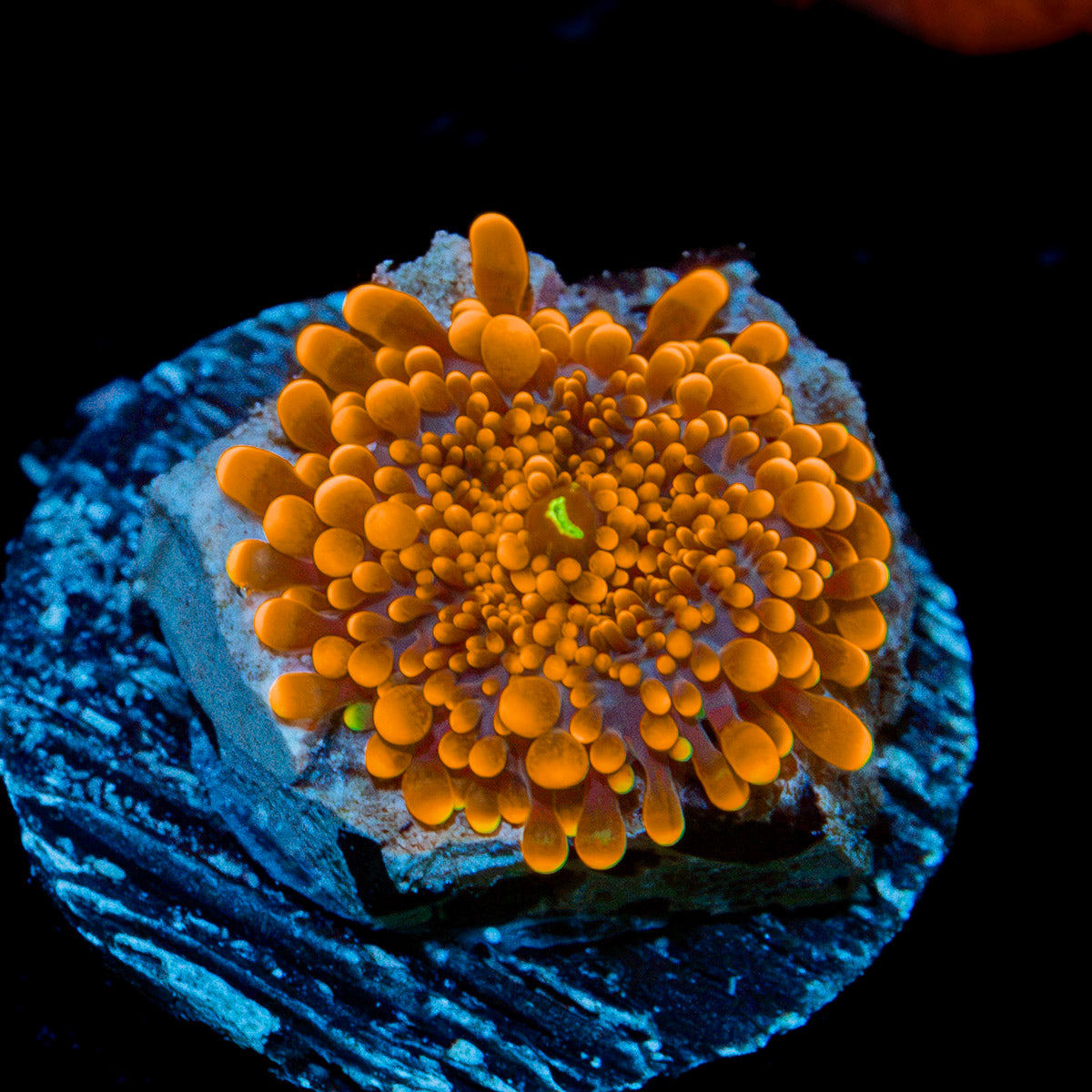 Sunbeam Yuma Mushroom Coral with mushroom disc in reef aquarium