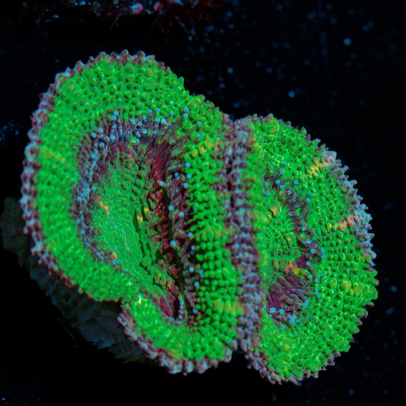 Acan Coral