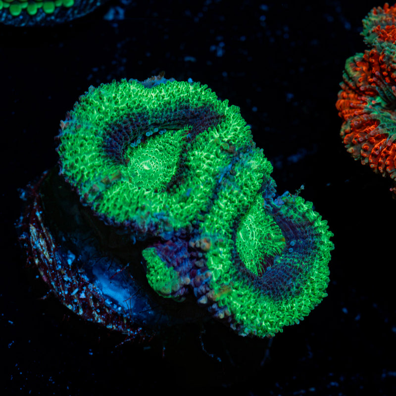 Acan Coral
