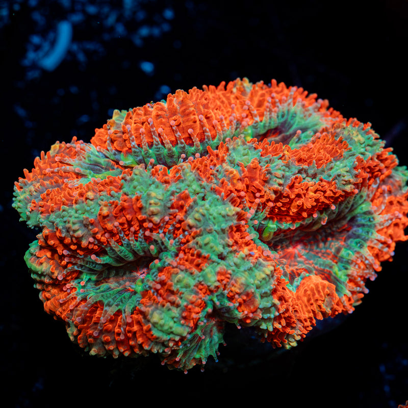 Acan Coral