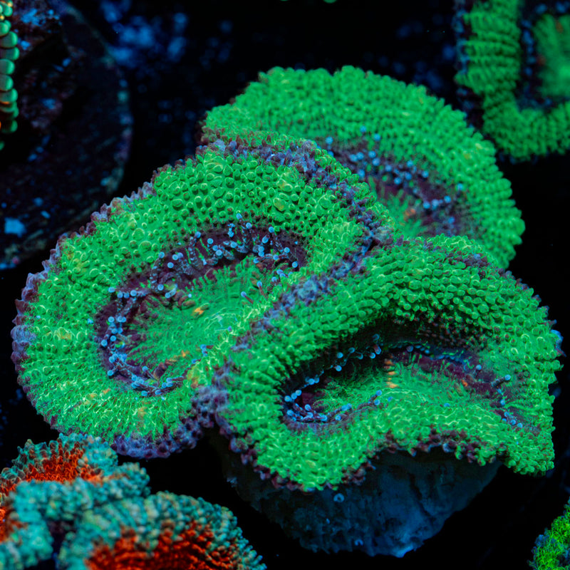 Acan Coral
