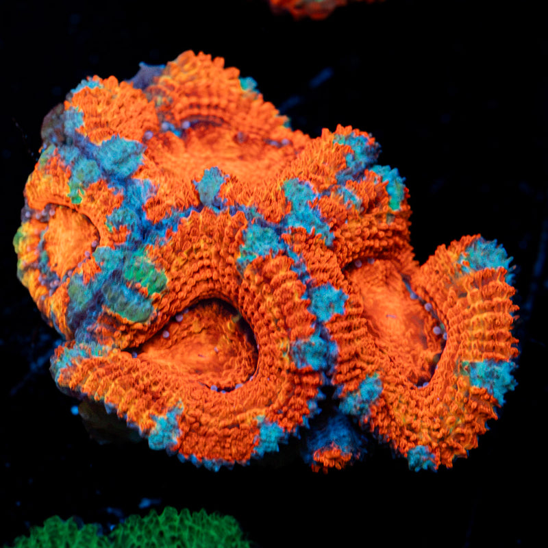 Acan Coral