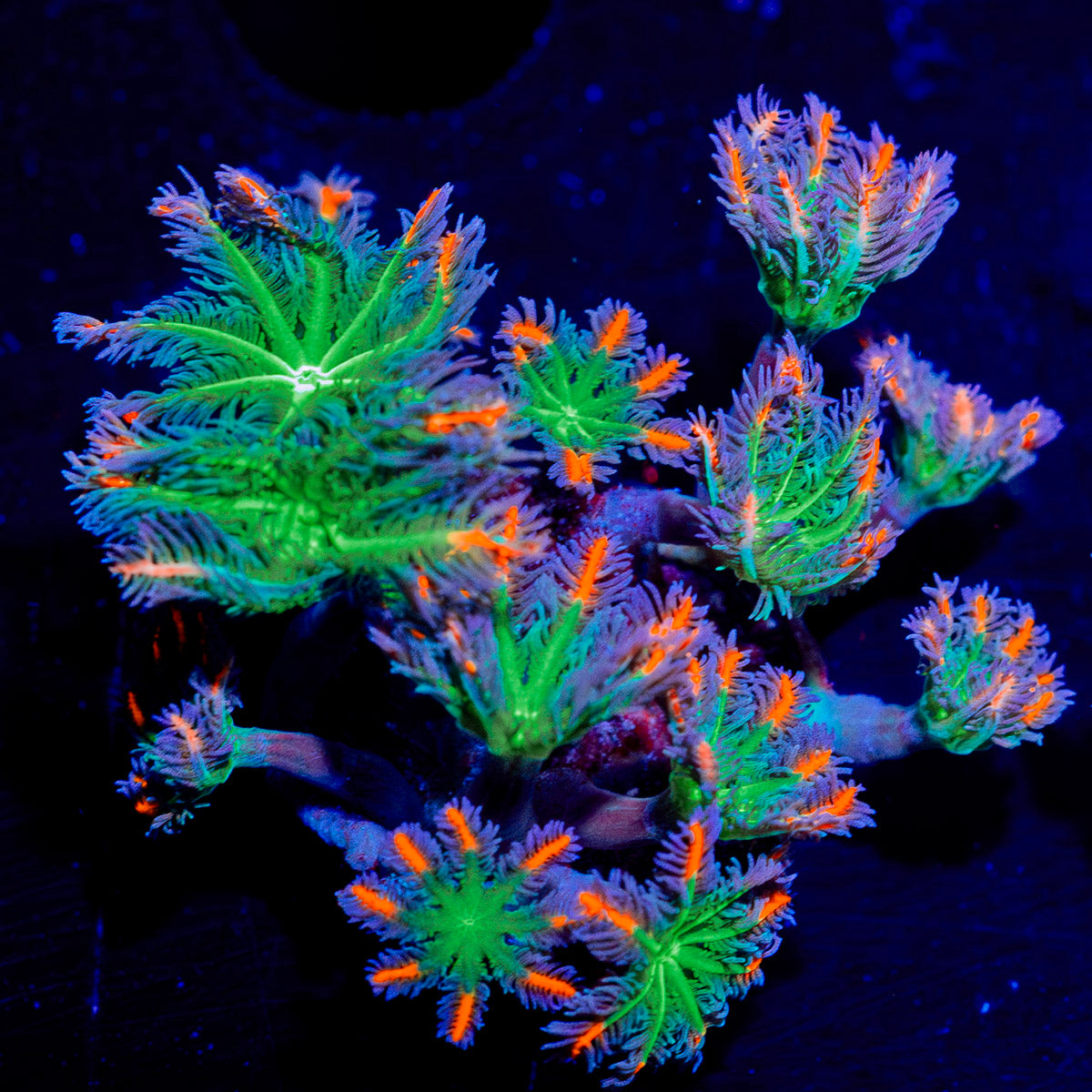 ARC FireWork Clove Polyps 