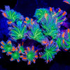ARC FireWork Clove Polyps 