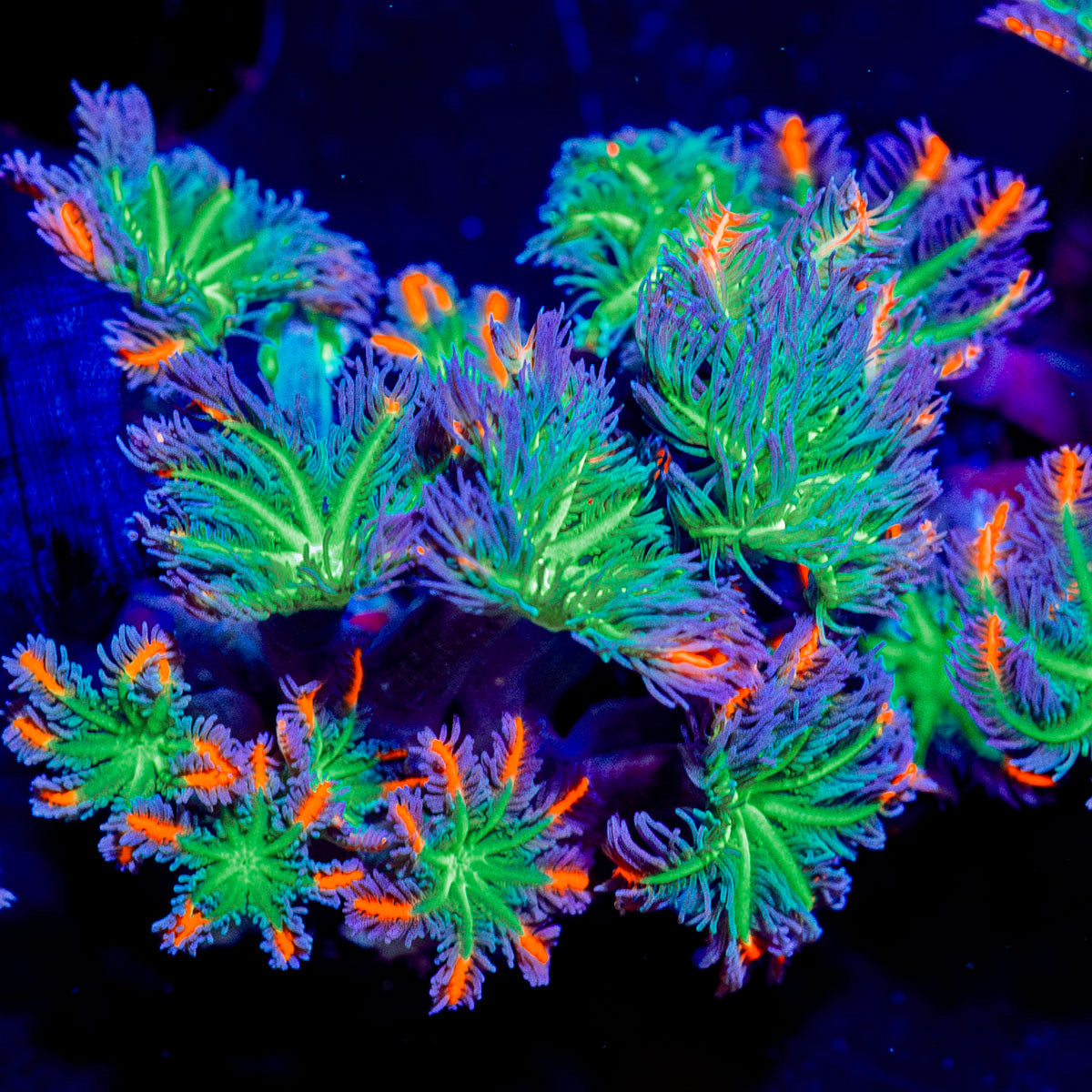 ARC FireWork Clove Polyps 