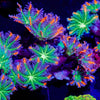ARC FireWork Clove Polyps 